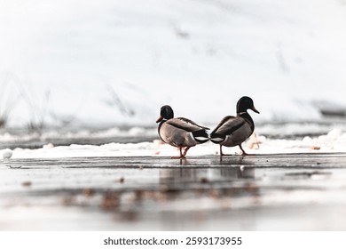 Two mallard ducks walking on a snowy surface, showcasing their vibrant plumage against a winter backdrop.