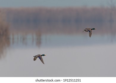 Two mallards in flight text