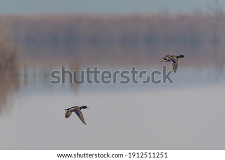 Two mallards in flight text