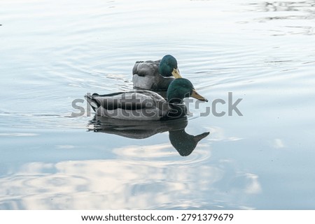 Two mallards glide calmly across still water. Their reflections mirror perfectly in the glassy surface. Serene moment, quiet and undisturbed. Ideal for nature, wildlife, or tranquil scene projects