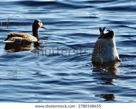 Two mallards synchronized foraging in shallow marsh, one diving tailup while partner watches among tall reeds,