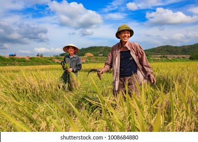 Two man are harvesting rice on the field at BacGiang province, VietNam on may 2016