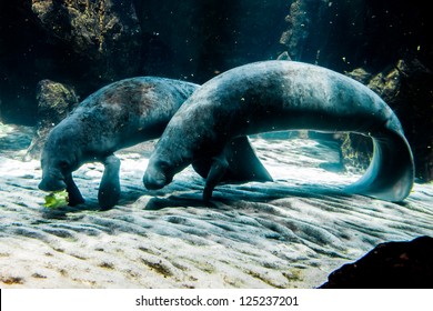 Two Manatee - Sea Cows