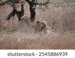 Two maned lion coalition partners lie in the tall grass keeping a watchful eye on their recent kill.