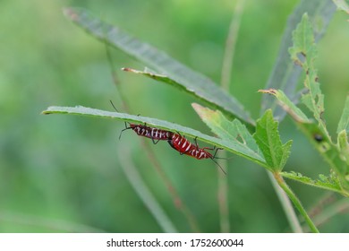 two manfaced bugs under the leaf is not green