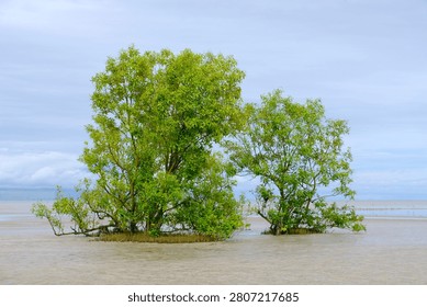 Two mangrove trees are growing side by side on the Payum beach in Merauke, South Papua