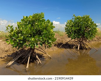 Two mangrove trees (Rhizophora racemosa) grow in a coastal area of Java Island. The mangroves have stilt roots that spike into the wetland. 