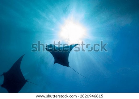 Two manta rays (Manta birostris) glide through the sunlit ocean waters, their silhouettes stark against the bright surface.