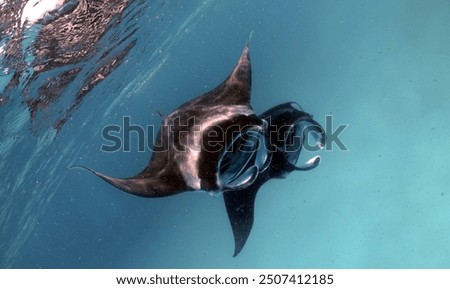Two manta rays synchronised swimming in the Maldives.