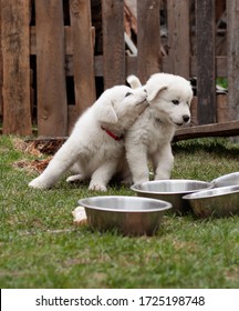 Two Maremma Puppies Are Playing On The Lawn Next To Food Bowls