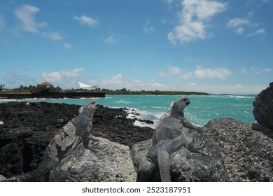 Two marine iguanas basking in the sun along the rocky coast of Puerto Villamil in the Galapagos Islands - Powered by Shutterstock