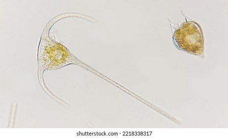 Two Marine Phytoplankton Genus (Ceratium And Podolampas). Lugol-fixed Sample. 400x Magnification With Selective Focus