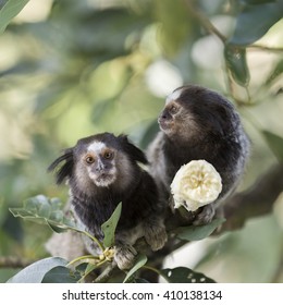 Two marmoset monkeys eating a banana