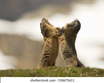 Two Marmot Ground Hog While Fighting