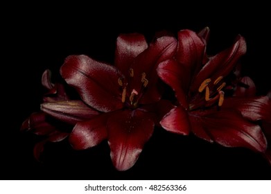 Two Maroon Lily Stock Photo 482563366 | Shutterstock