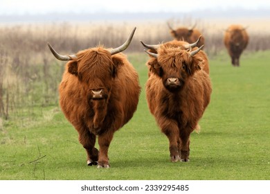 Two massive Scottish Highland cows come running straight towards the viewer. Their stature and determination indicate that they will not budge. - Powered by Shutterstock