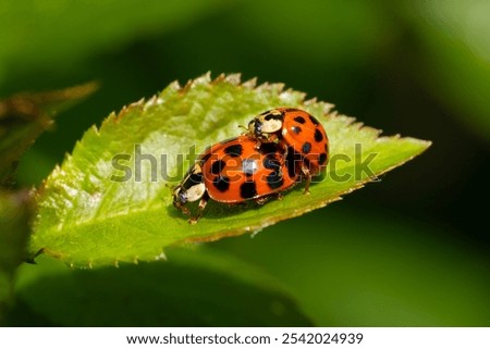 Two mating harlequin ladybirds (Harmonia axyridis) in the sunshine on a black thorn leaf.