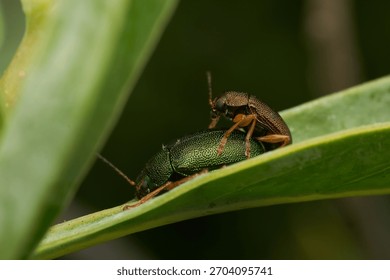 Two mating insects resting on green leaf