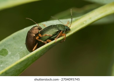 Two mating insects resting on green leaf