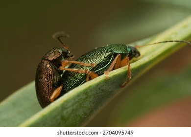 Two mating insects resting on green leaf