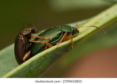 Two mating insects resting on green leaf