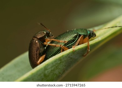 Two mating insects resting on green leaf