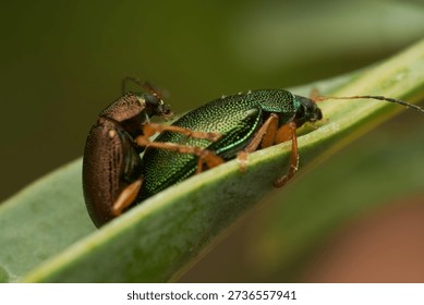 Two mating insects resting on green leaf