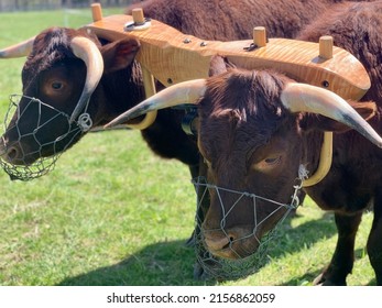 Two mature oxen in a wooden yoke - Shutterstock ID 2156862059