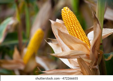 Two mature yellow cob of sweet corn on the field. Collect corn crop.