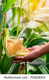 Two Mature Yellow Cob Of Sweet Corn On The Field. Collect Corn Crop.