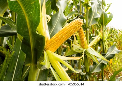 Two Mature Yellow Cob Of Sweet Corn On The Field. Collect Corn Crop.