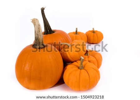 White pumpkins pile at the market. Harvest time concept
