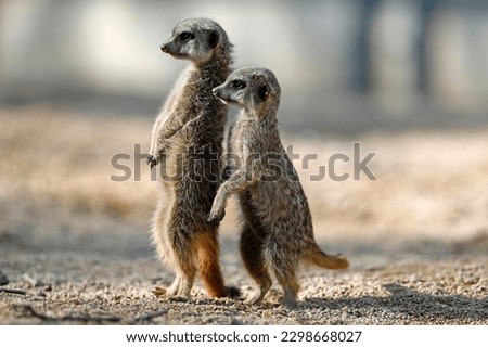 Two Meerkat (Suricata suricatta), old and young animal, attentive, captive