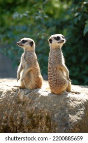 Two Meerkats sitting next to each other on a rock side on to us one looking to left the other to right.