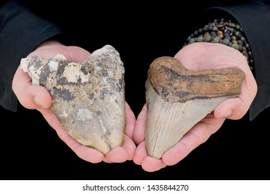 Two Megalodon Shark Teeth; Uncleaned Gemination VS. Cleaned Tooth