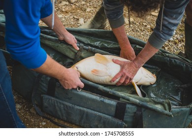 Two men handling a big fish that they caught in a big plastic or vinyl bag or holder for sport fishing before returning the fish into the lake.