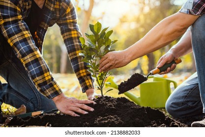 Two men planting a tree concept of world environment day planting forest, nature, and ecology A young man's hands are planting saplings and trees that grow in the soil while working to save the world. - Shutterstock ID 2138882033