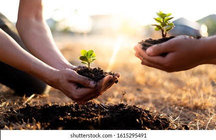 Two men are planting trees and watering them to help increase oxygen in the air and reduce global warming, Save world save life and Plant a tree concept.