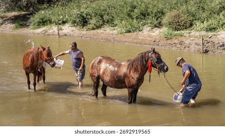 Two men are standing in a river, using buckets to wash and cool down a pair of farm horses under the summer sun