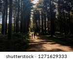 Two men walking through the beautiful pine trees in Sherwood Forest, Nottinghamshire