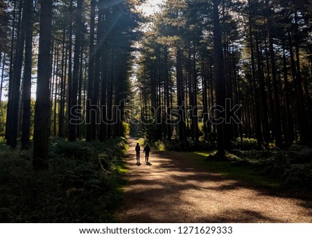 Two men walking through the beautiful pine trees in Sherwood Forest, Nottinghamshire