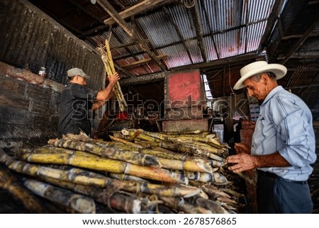 Two men work cutting sugarcane to make panela at a sugar mill (trapiche) in Colombia.