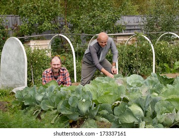 Two men work in a kitchen garden