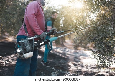 two men working in the olive harvest using machines. - Powered by Shutterstock