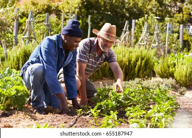 Two Men Working Together On Community Allotment