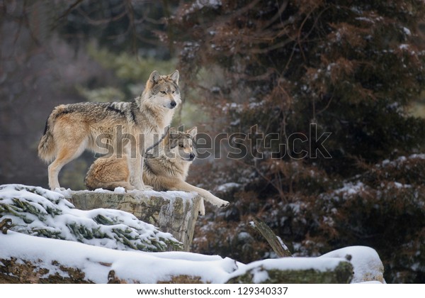 Two Mexican\
gray wolves (Canis lupus) in the\
snow