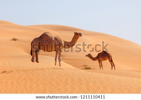 Two middle eastern camels on sand dunes in the Abu Dhabi desert, traditional UAE safari and wildlife concept