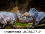 Two mighty Triceratops clash in a dramatic standoff, symbolizing the raw power and instinct-driven rituals of prehistoric life. With their massive frills and three horns.
