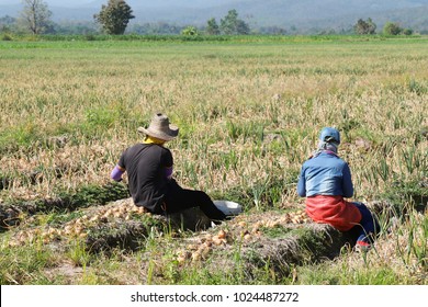 Two Migrant Workers  Picking Up Onions By Hand In The Field In Sunny Day.
