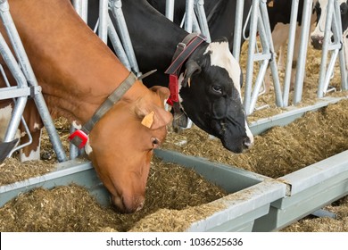 Two milk cows inside a stable eating hay from a manger